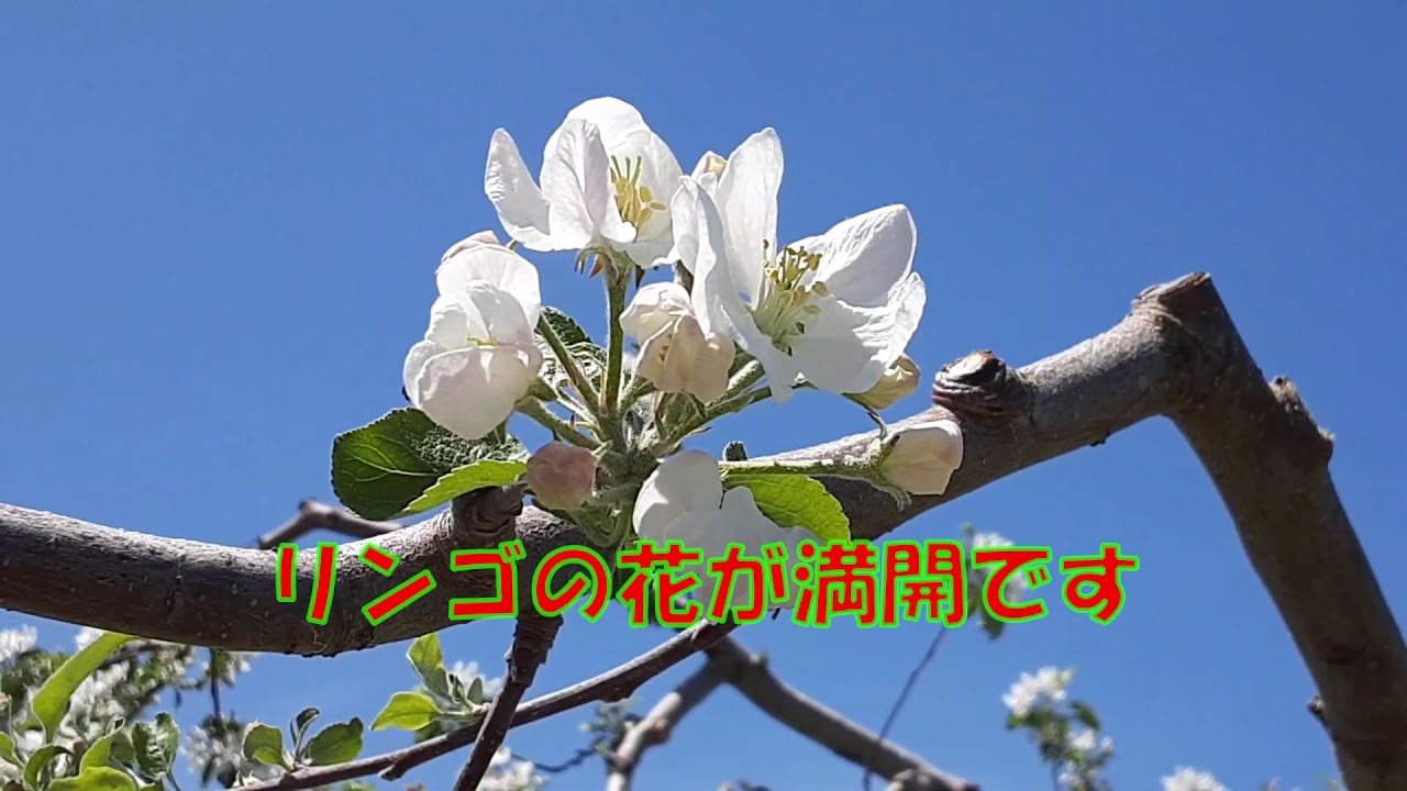 リンゴの花が満開です を動画で移住体験 Youtube