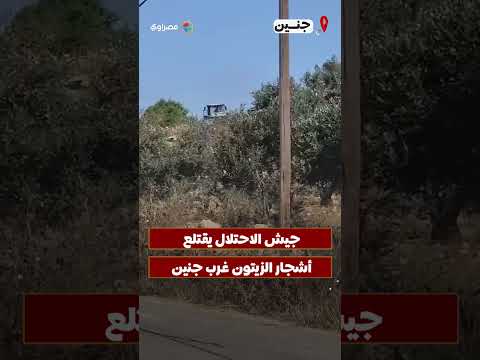 قوات الاحتلال تقتلع أشجار الزيتون وتجرف أراض في أم الريحان غرب جنين