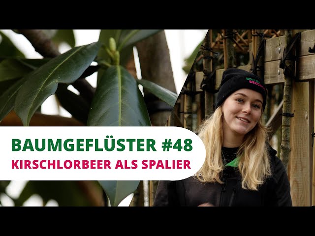 Baumgeflster #48 | Kirschlorbeer als Spalier - YouTube