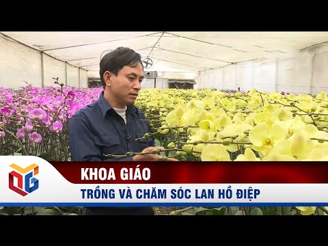 Video: Lan hồ điệp: cách chăm sóc và tính năng