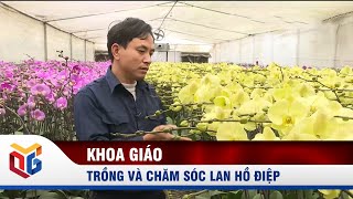 Hướng Dẫn Đầy Đủ Về Việc Chăm Sóc Lan Hồ Điệp