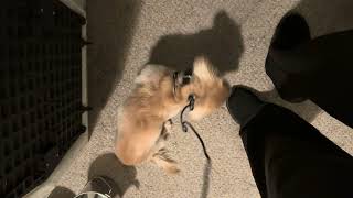 Separation Anxiety with ecollar training part 3 of 3 by Ruff Beginnings Rehab Dog Training and Rescue 170 views 9 months ago 3 minutes, 56 seconds