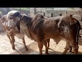 Madahv gir Bull result. shree Madhav Gir Gaushala. Jagdishbhai Ahir #video#shorts #short