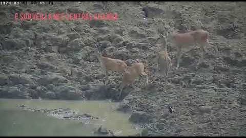 Python attacks deer in an blink of an eye.