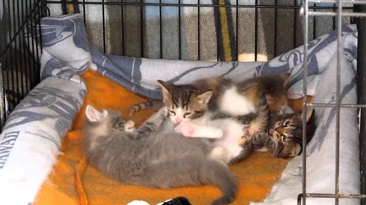 babies playing