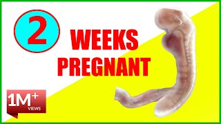 2 Weeks Pregnant  Early Pregnancy Symptoms And Baby