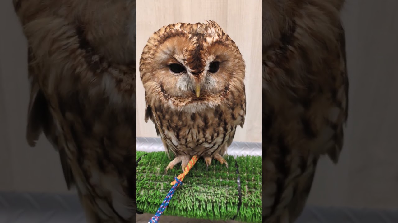 owlsofinstagram #フクロウ #owl #shorts - YouTube