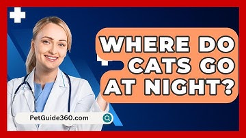 Where Do Cats Go At Night? - PetGuide360.com