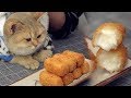 Fried Milk Melt in Your Mouth - 揚げた牛乳 レチェ・フリータの作り方