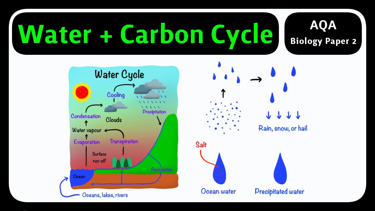 GCSE Biology AQA - Water & Carbon Cycles | How Materials Cycle [2026 ...