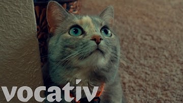 This Laser Pointer Will Entertain Your Bored Cat