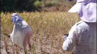 Rice 🌾 harvesting in Ziro Valley.....