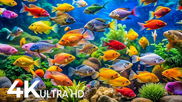 AQUARIUM 4K (ULTRA HD) - Beautiful Fish Swimming & Colorful Sea Life Video🐠 Peaceful Relaxing Music