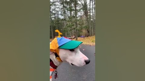 "The Great Catnip Caper: Felines Foiled by Their Own Folly!"