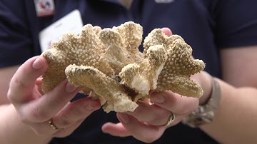 Why are Corals Important?