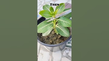 Easy tip to get bushy vinca plant 🪴/ #shorts #ytshorts #vinca #garden