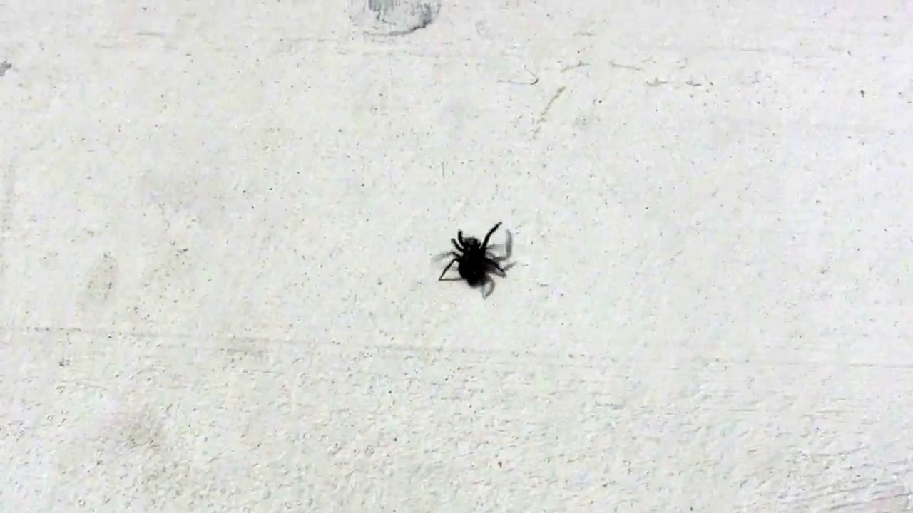 Tiny Jumping Spider Scuttles Along UK YouTube