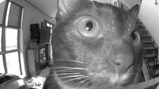 Heckin Concerned Kitten Is Still Concerned so she Eats the Camera