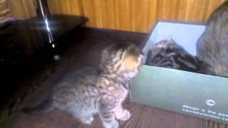 Шотландские котята (2-й помёт) 4.07.2013 Шотландские котята (2-й помёт) 4.07.2013