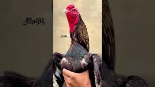 for########you#######shok#####aseel#########murga########million##########view######viral######video