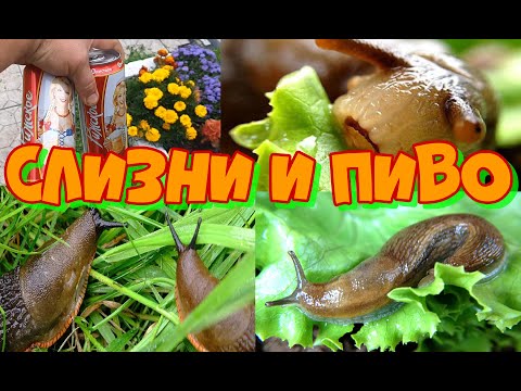 СЛИЗНЯКИ И ПИВО...СМЕРТЕЛЬНЫЙ НАПИТОК! СЛИЗНЯКИ И ПИВО...СМЕРТЕЛЬНЫЙ НАПИТОК!