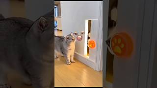 Two animal fighting funny video #TakeAmazing #Beautiful #Shorts #Dog #Cat #Fighting #Comedy #enjoy