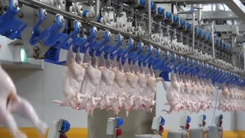 Automating Chicken Slaughter: Modernizing Poultry Processing