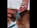 How To Measure Your Dog S Neck Size 