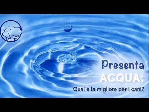 Video: L'acqua Del Rubinetto è Sicura Per I Cani?