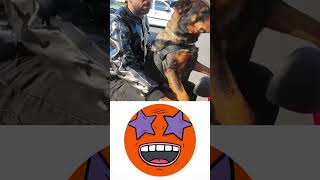 Imagine The Dog Driving