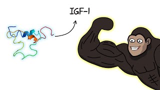 This One Hormone Decides How Big You Get (IGF-1 Explained By An Ape)