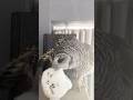 ちいかわを取られたくないフクロウさん　#フクロウ #owl #shorts