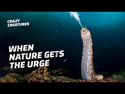 Video: Mořská okurka je jedinečný organismus
