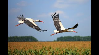 Перелетные птицы 🦆🦢🌎 Видео для детей