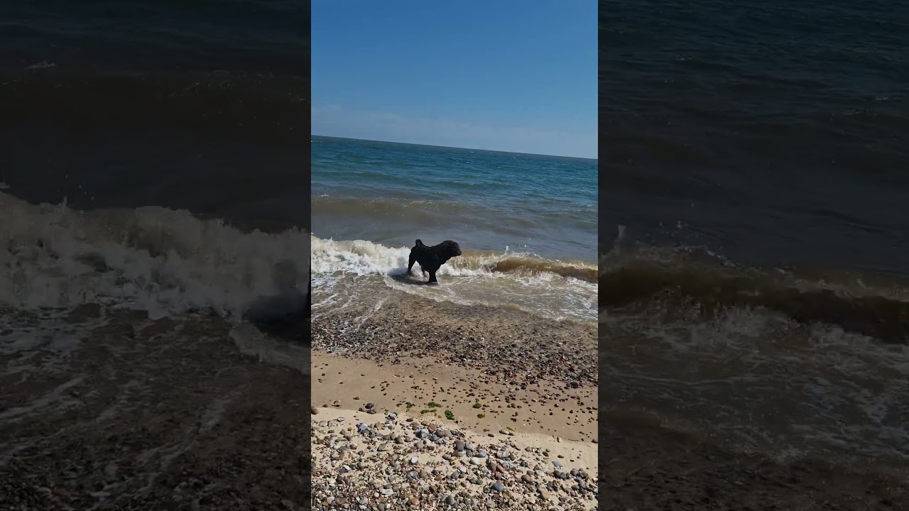 Excited Chowdoodle 🐻🤗