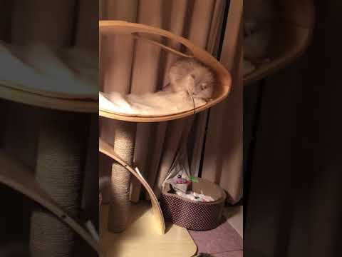 坂本春美ブリーダーからお迎えしたミヌエット：ロミオくん