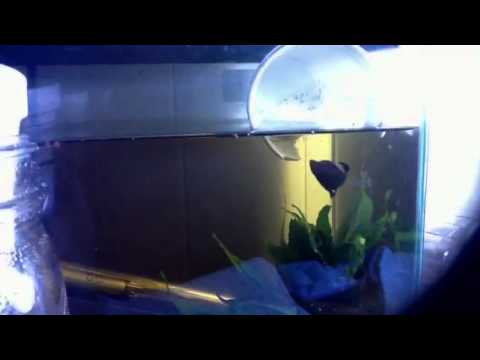 Day three of my Betta spawn log