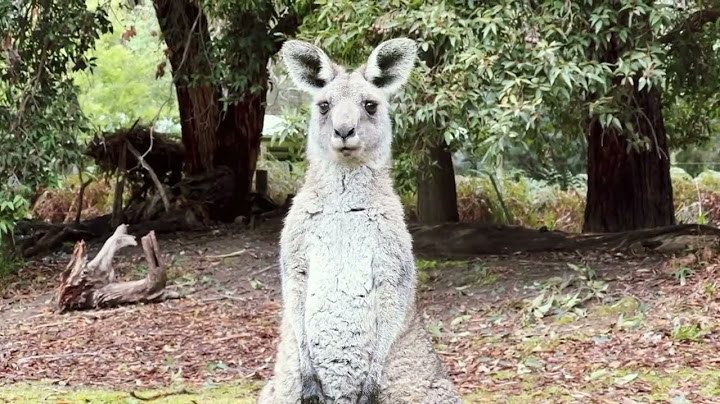 Chuột túi kangaroo là biểu tượng của nước nào