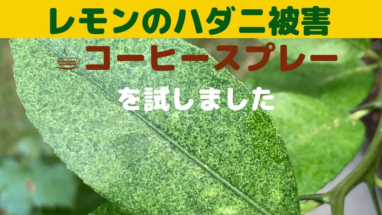レモンのハダニ被害にコーヒースプレーを試した結果 レモン レモネードのハダニ被害 ハダニにコーヒースプレーは効く Youtube