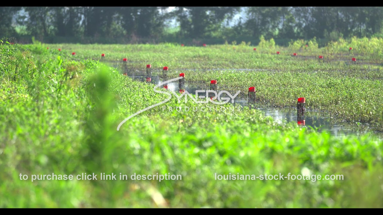 640 crawfish farm rack focus stock video footage