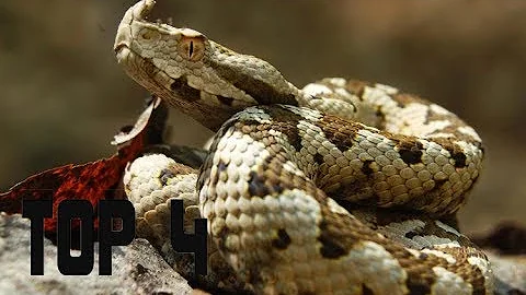 Quanti serpenti velenosi ci sono in Italia?