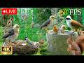 🔴 LIVE: Cat TV for Cats to Watch 😻🐦 The Ultimate Cute Squirrels, Birds on a Pyramid🐿Cat Games 4K HDR