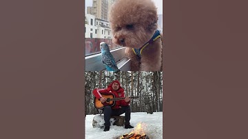 Стас Апрельский - Нежность (ПРЕМЬЕРА КЛИПА 2025)