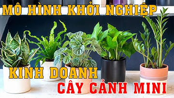 Mô hình kinh doanh CÂY CẢNH MINI vốn thấp lãi cao | dinhcuhanoi.com