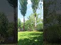 This is the beauty of kashmir #nature #kashmirbeauty #trending #popular #subscribemychannel