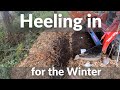 Heeling in Plants for the winter