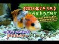 【伊藤養魚場入荷情報】2018年2月3日 深見養魚場さん等より入荷しました！