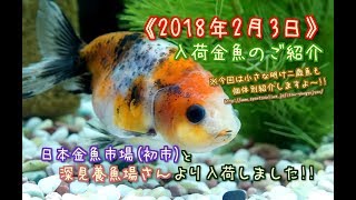 【伊藤養魚場入荷情報】2018年2月3日 深見養魚場さん等より入荷しました！