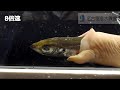 【名古屋港水族館】南極から来ました～シワヒモムシ