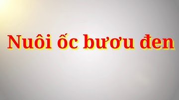Cách nuôi ốc con mới nở Tuấn Hậu Giang